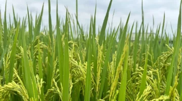 مقاطعة لام دونغ تطلق مشروعاً لخفض الانبعاثات الكربونية في قطاع إنتاج المحاصيل